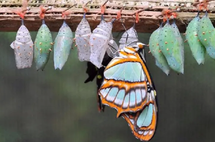 پانزده رخداد خاص در باهمستان به روایت هفته