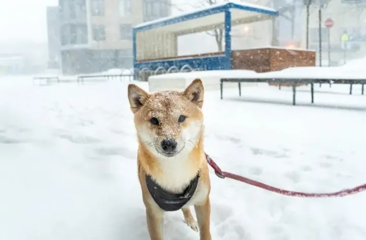 افزایش سرپرستی حیوانات، خبری خوشحال‌کننده است اما نشانه خوبی نیست!