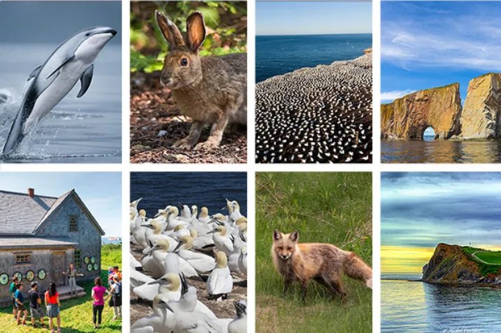 صد هزار غاز سفید را یکجا در پارک ملی بوناوانتور ببینید