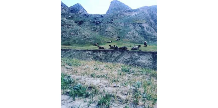 داستان کوتاه: شبان