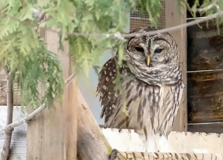 در اکوموزه مونترال با حیوانات بومی کبک آشنا شوید