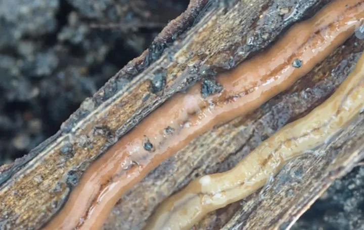 هشدار درباره‌ی کرمی بسیار سمی در انتاریو