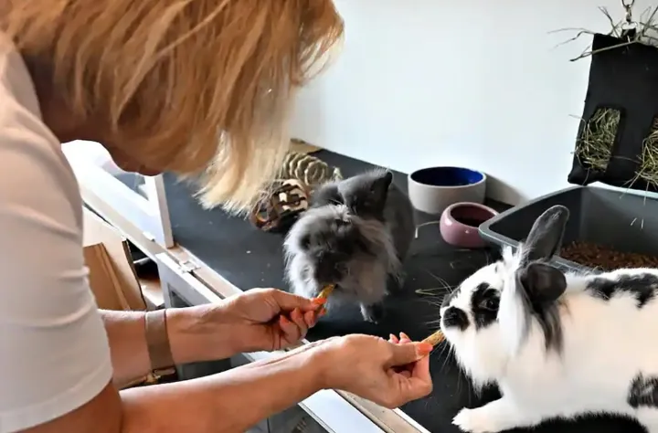 درخواست کمک مراکز نگهداری حیوانات خانگی رهاشده از خانواده‌ها