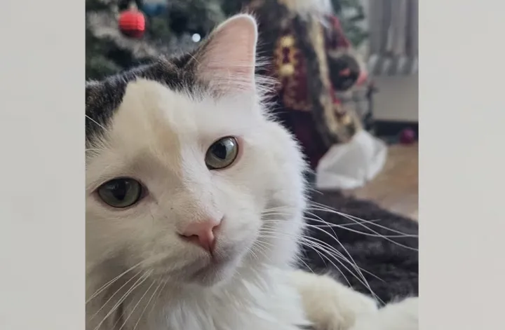 سقوط معجزه‌آسا اما پرهزینه گربه مونترالی از طبقه یازدهم