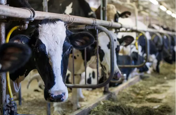 ۱۰ میلیارد لیتر شیر در کانادا دور ریخته شده است