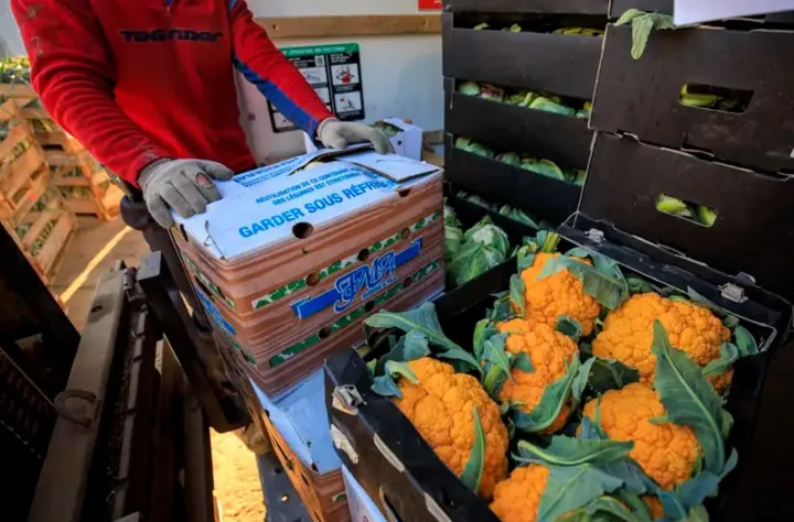 کانادایی‌ها سالانه ۹ میلیون تن مواد غذایی را دور می‌ریزند