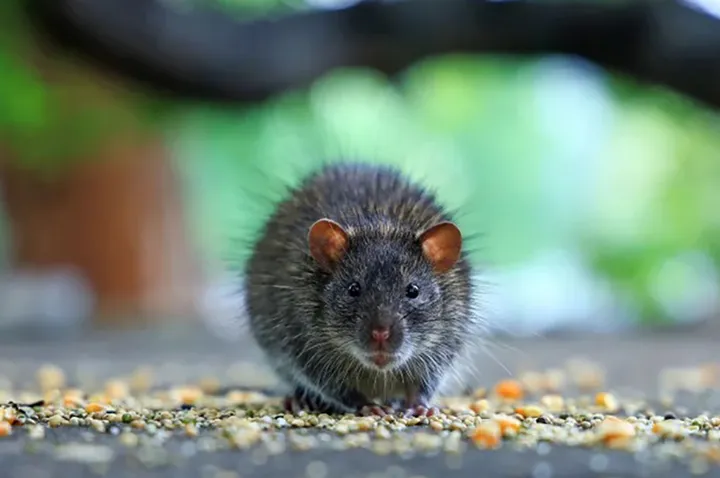 هجوم موش‌ها به تورنتو؛ چرا این شهر با بحران جوندگان روبه‌رو شده است؟