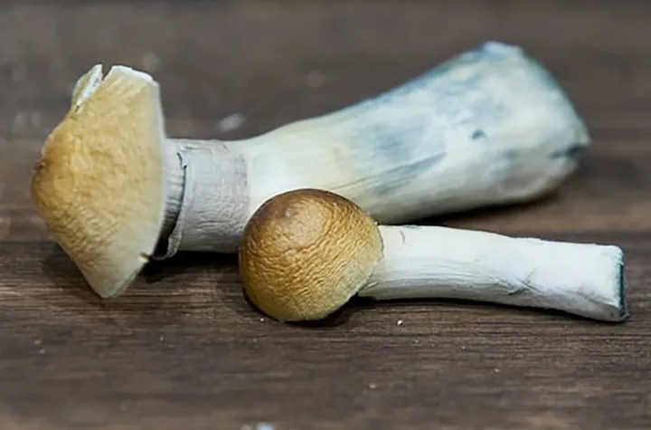 افزایش مصرف روانگردان‌ها در کانادا؛ درمانی نوین یا خطری پنهان؟