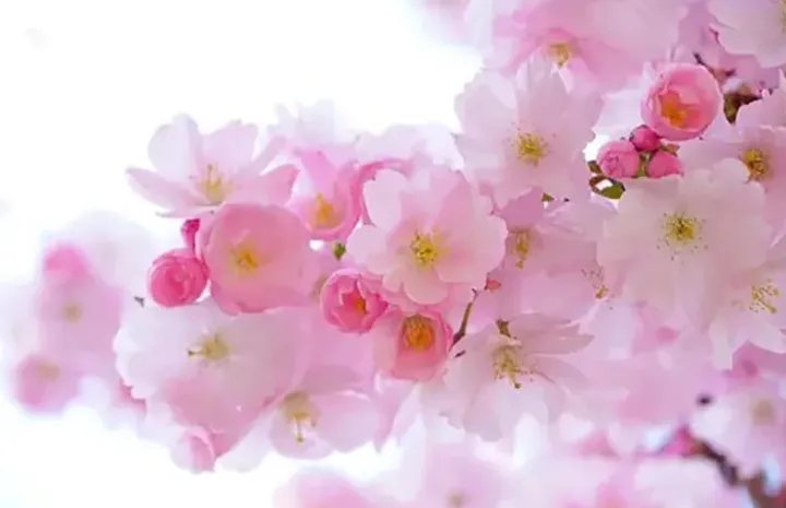 لحظه‌ی تحویل سال ۱۴۰۴ خورشیدی در ایران و کانادا